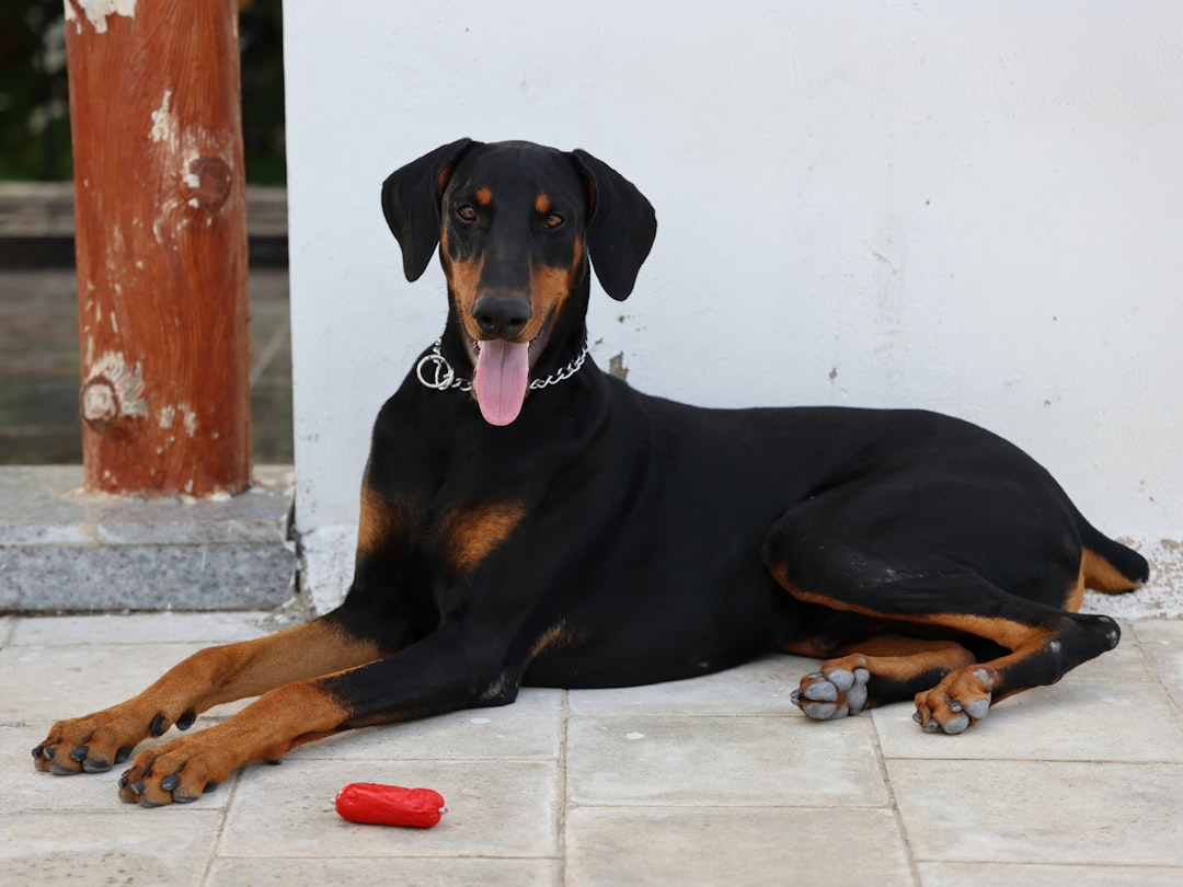 Doberman hond: alles wat je moet weten over dit bijzondere ras