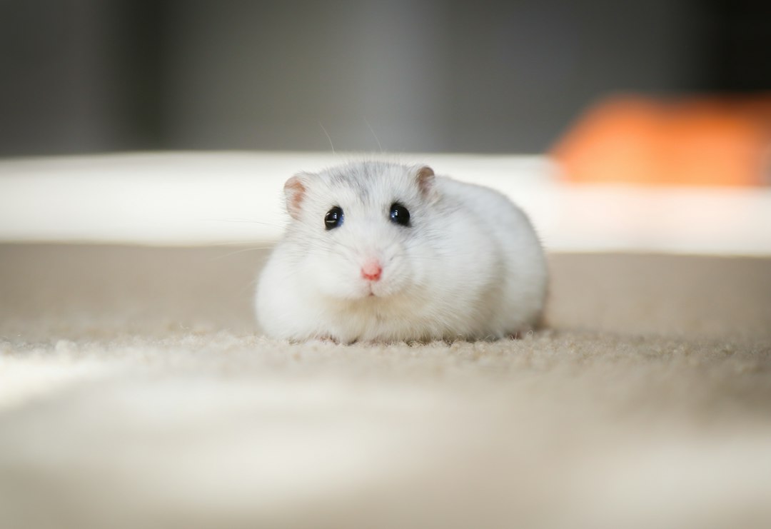 Chinese hamster: alles wat je moet weten over dit bijzondere knaagdier