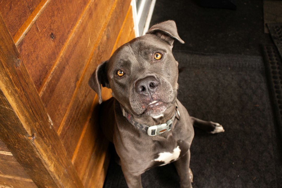 Mastiff hond: alles over dit imposante ras