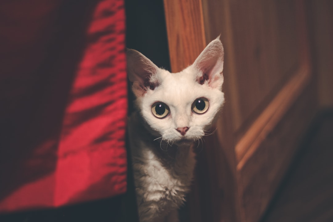 Devon rex kat: alles wat je moet weten over dit bijzondere ras