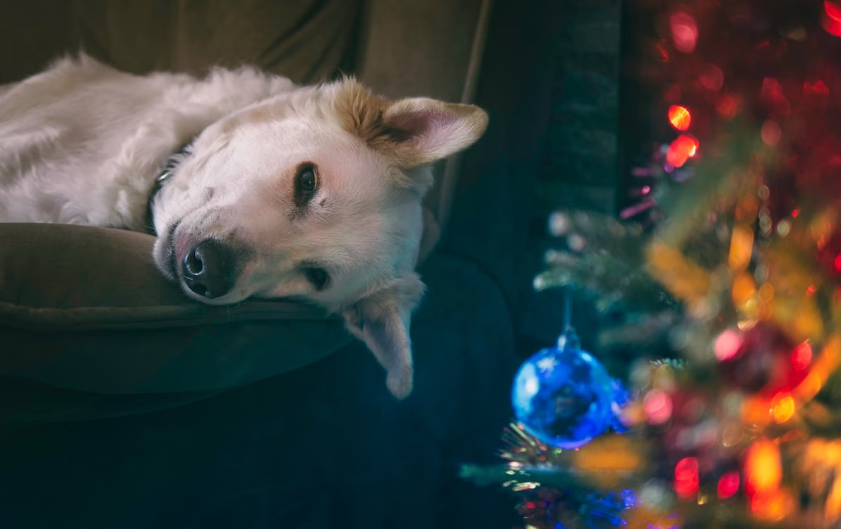 Kerstboom opzetten met huisdieren: 7 praktische tips